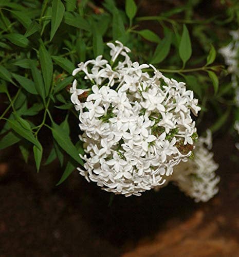 Weißer Persische Flieder 30-40cm - Syringa persica