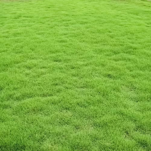 Saterkali Semi di erba, 300 pezzi Semi di erba verde Resistente al calpestio Buona resistenza all'ombra Verde scuro Costruttore di prato stagionale per parco Semi Di Erba Verde
