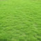 Saterkali Semi di erba, 300 pezzi Semi di erba verde Resistente al calpestio Buona resistenza all'ombra Verde scuro Costruttore di prato stagionale per parco Semi Di Erba Verde