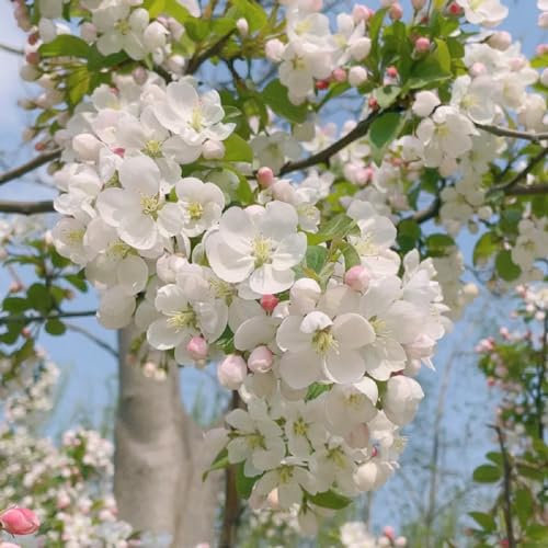 50 pcs begonien pflanzen samen pflanzen samen indoor winterharte balkonpflanzen begonie hängend samen - Malus spectabilis - frühblüher pflanzen outdoor pflanzen schnittblumen samen