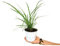 Cymbopogon Citratus | Maceta 13 CM | Altura 50 CM | Planta de Exterior | Planta de Citronela | Hierba de Limón | Anti-mosquitos