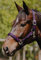 Eldorado Nylonhalfter Lea - lila - Warmblut