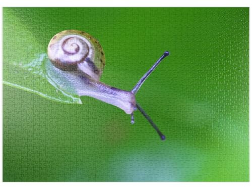 MyPuzzle Mikro-Schnecke - Premium 1000 Teile Puzzle - MyPuzzle Sonderkollektion von Æpyornis