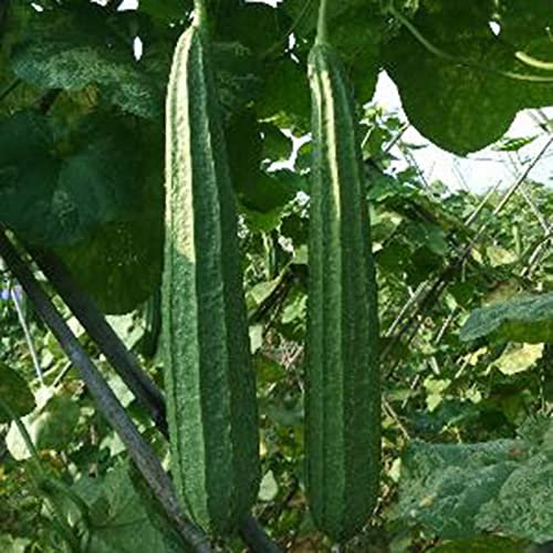 Haloppe 15 Semillas de Luffa Cylindrica para Plantar en el jardín del hogar, Semillas pequeñas de Luffa Cylindrica Semillas