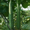 Haloppe 15 Semillas de Luffa Cylindrica para Plantar en el jardín del hogar, Semillas pequeñas de Luffa Cylindrica Semillas