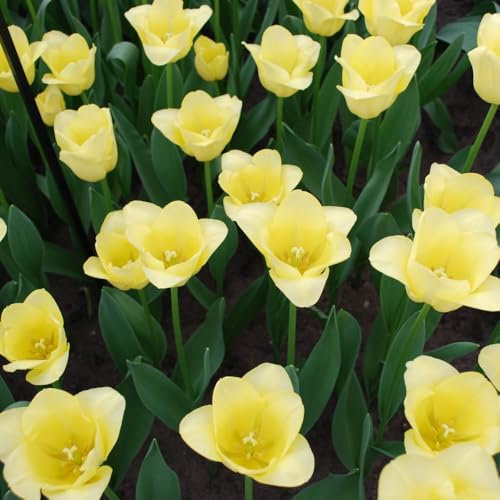 Tulip 'World Friendship' – Primrose Yellow Goblet Shaped Blooms, Ideal for Beds and Borders, Cut Flowers – 20X Bulbs by Thompson and Morgan