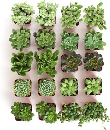 10 Suculentas Naturales Variadas – Fácil Cuidado, Perfectas para Regalos