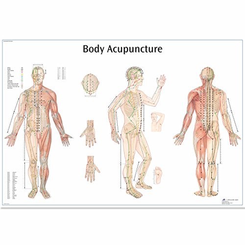 3B Scientific Tableau éducatif d'acupuncture corporelle, points d'acupuncture du corps entier et médecine traditionnelle chinoise
