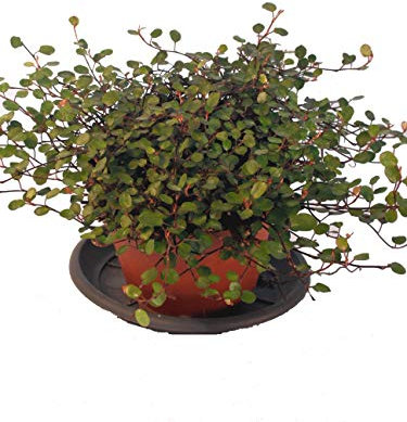 Mühlenbeckie - Pflegeleichte Hängepflanze für den Außen- und Innenbereich