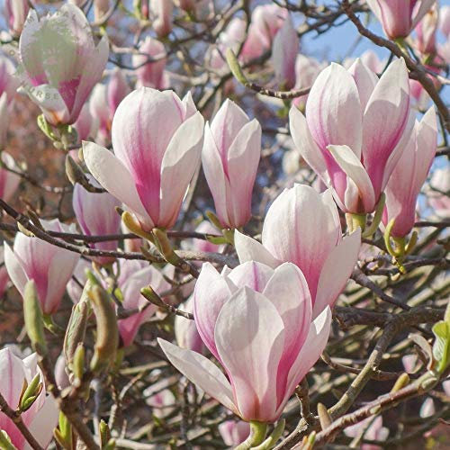 Carbeth Plants Magnolia Soulangeana x 2 Magnolias Shrub in 10cm Pots - Small Magnolia Trees for Garden - Pink & White Outside Plants for Garden