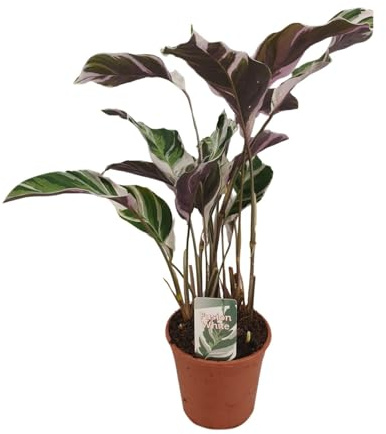 Calathea Fusion White Basic - 30-40cm - Ø14cm - Pianta d'appartamento - Sempreverde