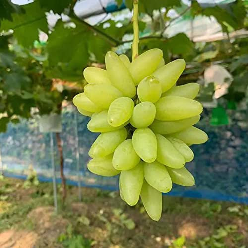 100 pcs Trauben Weintrauben Pflanzen - Vitis Vinifera, Obstbäume, Bonsai Samen Weintrauben Samen Winterhart Dekoration Wohnzimmer Winterharte Balkonpflanzen Obstsamen PflanztöPfe Garten