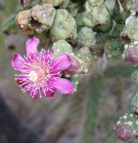 SEMI DI GERMINAZIONE: Opuntia fulgida Kaktus coupé 6 bis 9 Blüten