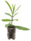 Verbena bonariensis – 6x Jungpflanzen mit violetten Blüten | Winterharte, pflegeleichte, bienenfreundliche Beet- & Balkonpflanze | ComfortXL Green