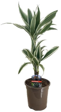 Plant in a Box - Dracaena Deremensis - White Stripe - Árboles de dragón - Maceta 17cm - Altura 60-70cm