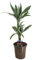 Plant in a Box - Dracaena Deremensis - White Stripe - Árboles de dragón - Maceta 17cm - Altura 60-70cm
