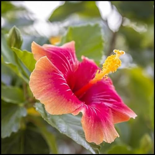 Hibiscus Pflanzen zwiebeln,winterharte pflanzen,farbenfrohe Blüten,große,schöne,gesunde Zwiebel,bienenfreundlich,pflegeleicht,für Gärten,Heimdekoration geeignet,hibiskus pflanzen.-4zwiebeln-D