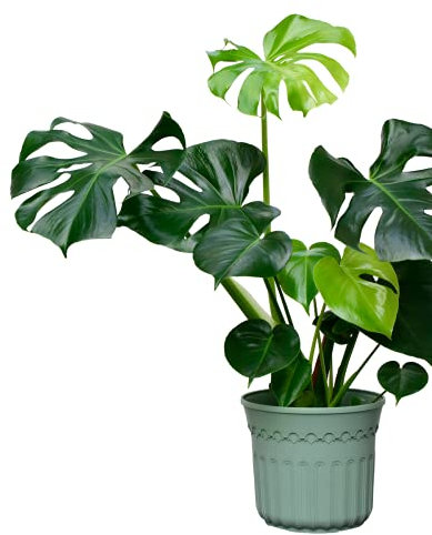 Monstera Plant, Monstera Deliciosa, 'Swiss Cheese Plant', 2 Litre Pot, 60-80cm Height, Houseplants, Cheese Plant, Stunning and Premium Quality, Stylish Houseplant