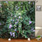 MMHJFANG Tenda da doccia con stampa 3D con piante da giardino, con ganci, pianta verde e floreale, scena da giardino, decorazione per esterni, patio, foglie vivaci e muro di mattoni (stile 6, 180 x