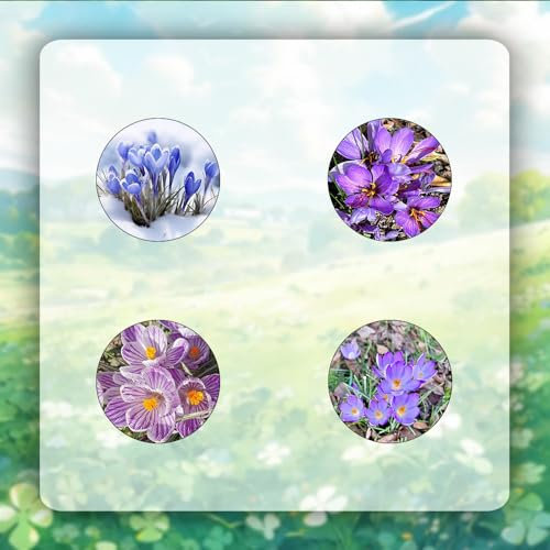 10 pcs blumenzwiebel krokus zwiebeln - ausgefallene geschenke dekopflanzen luftreinigende zimmerpflanzen krokusse safranzwiebeln - safran Hydrokultur zwiebeln dachbegrünung bodendecker