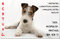 +++ FOXTERRIER - Metall WARNSCHILD Schild Hundeschild Sign - FOX 02 T10