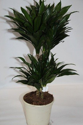 Dracena compacta (3 Troncos) - Planta Viva de Interior