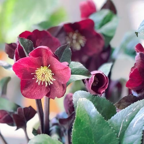Semi di rosa di Natale, Helleborus thibetanus, semi di fiori di campo perenni Piante di rose di Natale resistenti all'inverno, Le piante perenni sono piante perenni resistenti regali 150pcs