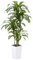 VeriNatural Drácena Artificial 180 cm - Planta Artificial Grande con Hojas Ajustables, Protección UV, Maceta Blanco Cónica Plantas - Decorativas para Hogar, Oficina, Jardín e Interior Exterior, VN127
