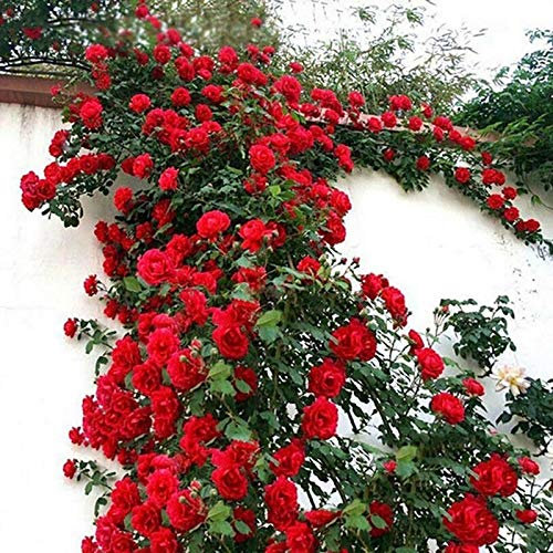 100 Kletterrosensamen für den Außenbereich – Rosen Samen zum Pflanzen im Garten, Kletterrosen Blühpflanzen für Dekoration (Rot)