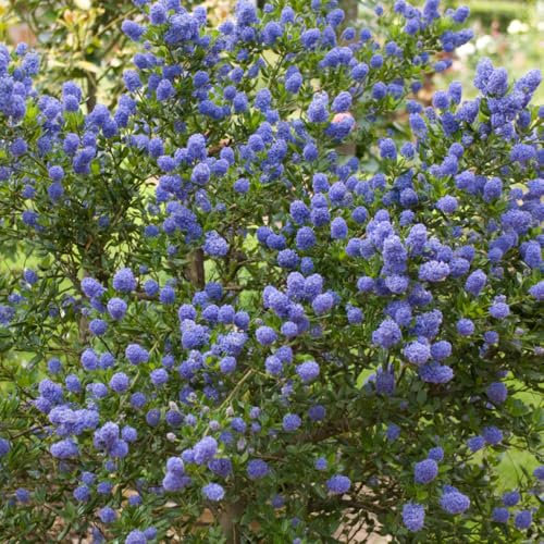 You Garden - 1 x Californian Lilac in an 8/9cm Pot - Garden Reayd Plant for Pots and Borders Supplied as Established Plant Ready to Plant Out