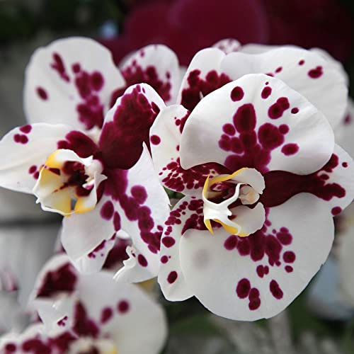 phalaenopsis kaufen samen - Orchidee Orchideen - Seltene Pflanzen serie - zimmerbonsai bonsai indoor garden balkon garten blumensamen gastgeschenk blumensamen wildblumen 400Stück