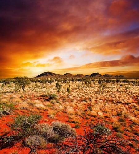 Vlies Fototapete AUSTRALISCHE LANDSCHAFT 225 x 250 cm | Vliestapete - Wandtapete inklusive Kleister | PREMIUM VLIES QUALITÄT