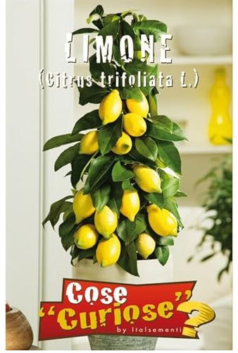 Semi - Limone (Citrus Limon)
