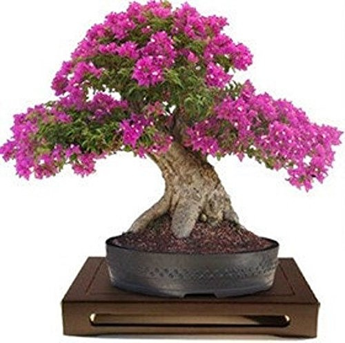 Lagerstroemia Indica Kreppmyrte Bonsai 10 Samen Erstaunlich Rare Blüte