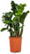 Zamioculcas ZENZI ZZ Pflanze Seltene Zwergsorte Zimmerpflanze Zimmerpflanze im 14 cm Topf