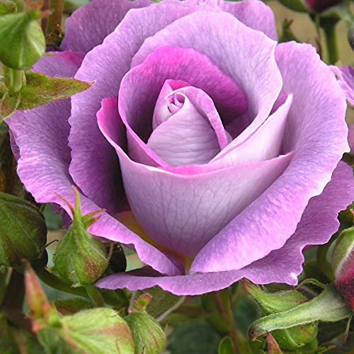 Blue for You - 5.5lt Potted Floribunda Garden Rose Bush - Highly Fragrant, Lilac