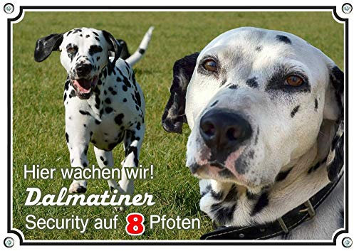 Petsigns Hundeschild - 2 Dalmatiner - Warnschild in Fotoqualität - uv-beständig, DIN A3