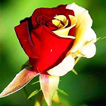 Rose, schwarze Rose mit weiß-rotem Rand, schöne Blume mit Rosenblättern, Blumentopf für den Hausgarten, 100 Stück/Beutel: 6