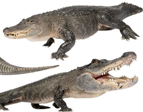 Fenstersticker No.376 Crocodile Farm Set Krokodile Alligator Zoo Tiere Fenstersticker Fensterfolie Fenstertattoo Fensterbild Fenster-Deko Fensteraufkleber Fensterdekoration Glas-Sticker Größe: 122cm x 231cm