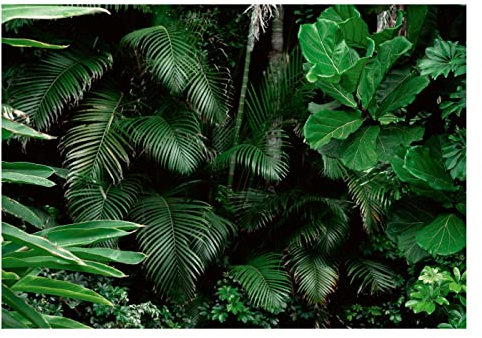 Vlies Fototapete 3D Effekt Pflanzen Dschungel Wald Blätter - inkl. Kleister Wohnzimmer Schlafzimmer Modern Motivtapeten Wandtapete Tapete Vliestapete UV-Beständig Montagefertig (152x104 cm - 1 Bahn)