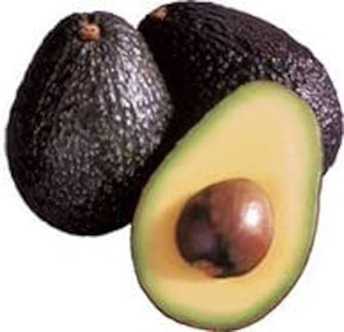 Hass Avocado Hochstamm 160-200 cm – Großer Avocadobaum für frische Früchte im eigenen Garten