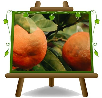 EURO PLANTS VIVAI Agrumi - Arancio Moro Vaso ø 26 cm Altezza 150~170 cm
