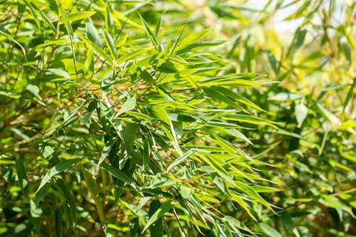 Fargesia nitida 60-80 cm - Schirmbambus, immergrün, ideal für Sichtschutz und Kübel, winterhart, pflegeleicht