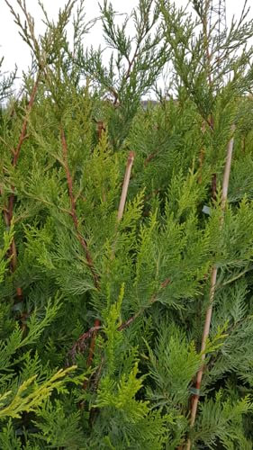 X Cupressocyparis leylandii/Cyprès de Leyland/Conteneur de 3 à 4 litres/Conifère