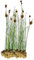 vdvelde.com - Zwerg-rohrkolben Typha Minima - Für ca. 2,5 m² - 30 lose Filterpflanzen - Für Teichpflanzenfilter - Winterharte Teichpflanzen - Van der Velde Wasserpflanzen