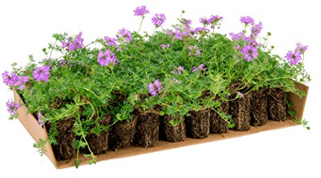 Prato di Verbena hybrida (x 6 mq di superficie, 60 piantine)