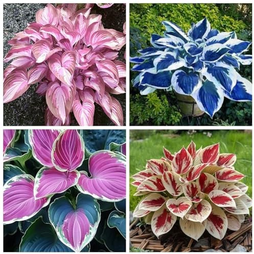 Garten & Balkon Dekoration Hosta - Winterharte Funkien Rhizome, Hosta Wurzel Ideal für Outdoor-6Hosta knolle-H