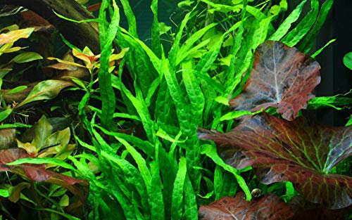 Tropica Aquarium Pflanze Microsorum pteropus 'Narrow Nr.008A Wasserpflanzen Aquarium Aquariumpflanzen