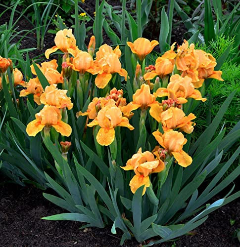 Schwertlilie Hindenburg - Iris barbata - Gartenpflanze