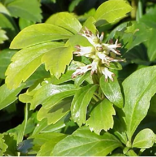 6x Dickmännchen - Pachysandra terminalis - Topf 9x9cm